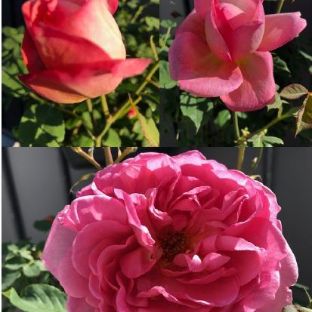 Pforte des Herzens (c) Kokreis Pforte des Herzens